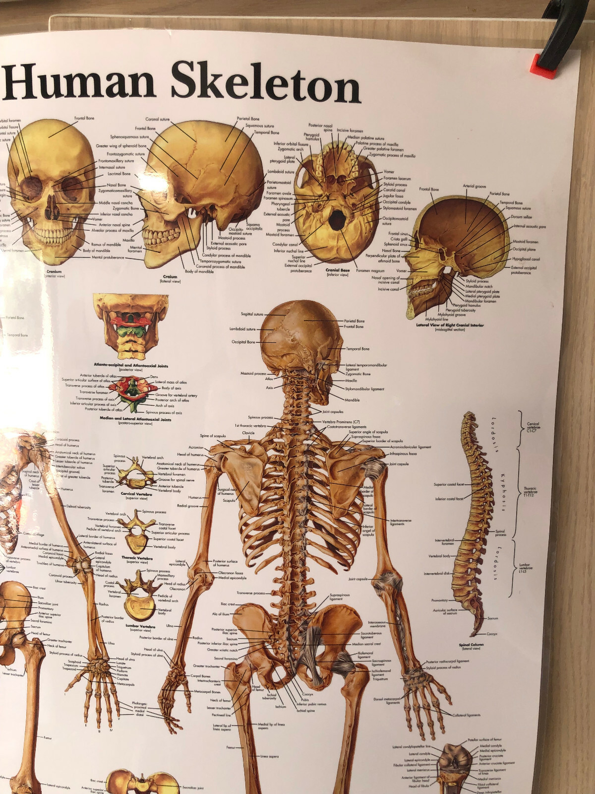 The Human Skeleton Poster Print 3B Scientific 2003