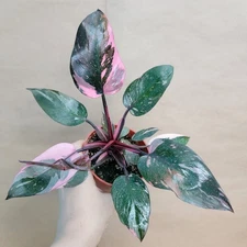 Philodendron Marble Galaxy Pink Princess – Rare Aroid – 4” Pot – Collector Plant