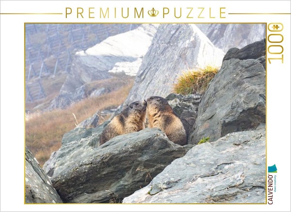 Calvendo Puzzle Alpine Marmots | 1000 Pieces, Finished Size 25.2 × 18.9 In (64 ×-image