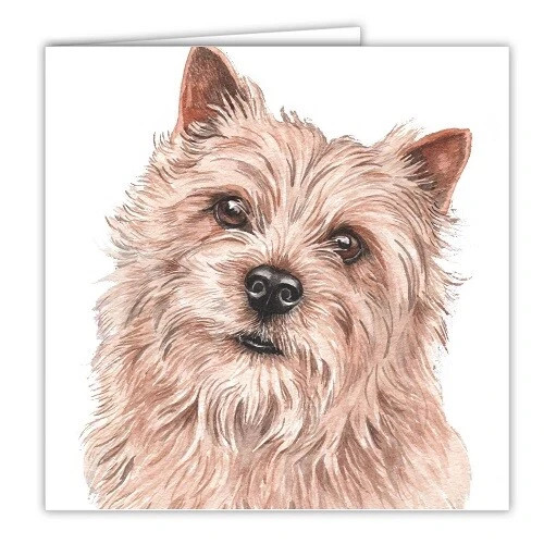 Norfolk terrier card waggydogz