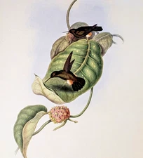 Gould AURELIA'S PUFF-LEG Hummingbirds Vintage Bird Art Print Bookplate 283