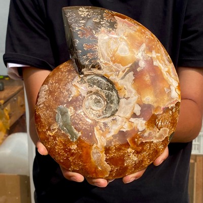 4.53LB Rare natural polished Natural conch fossil specimens of Madagascar