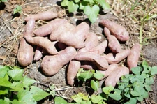 10 Sweet Potato Slips, Fresh Cuttings  Ready To Plant  4 variety