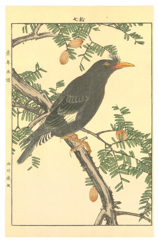White Cheeked Starling Woodblock - Woodblock Print by Imao Keinen