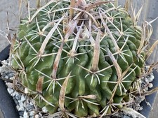 XL Specimen Stenocactus  tricuspidatus  - Wavy Waxy Ribs - Rare Cactus!!