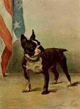 A4 Foto Earl Maud 1864 1943 Power Dog 1910 Boston Terrier Druck Plakat
