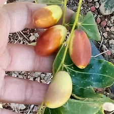 T614A (2) Tsao Jujube Tree 8" Thin Cutting For Graft ScionWood/Scion/Bud NO-Root