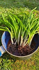 15x Three-Cornered Garlic Plants/ Wild Garlic leek