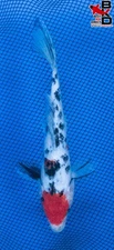 7" SANKE Live Koi Fish Garden Pond 11/2