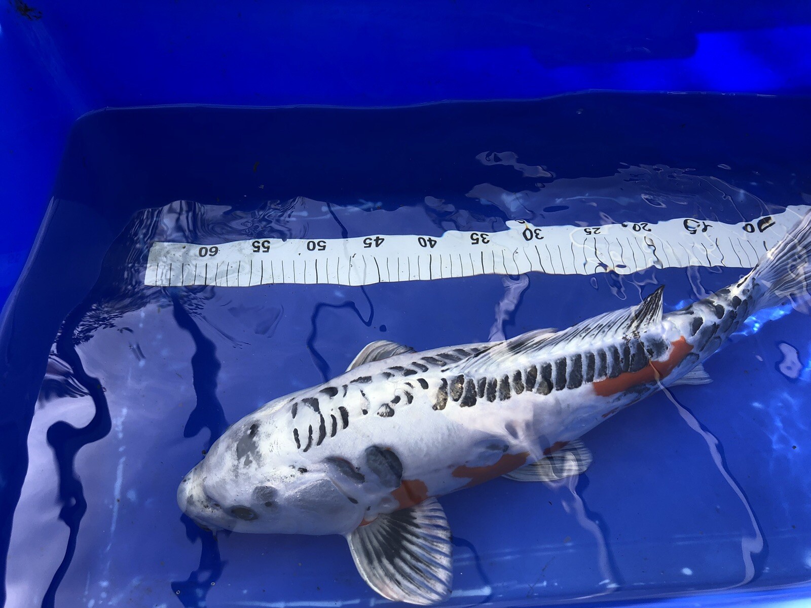 koi carp for sale eBay