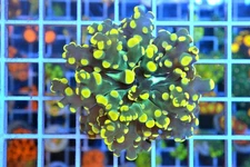 Bright Corals - Orange Frogspawn LPS Coral Frag #3