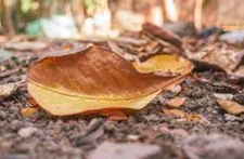The last dry leaf on the yellow tree Brown Used