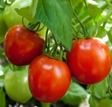 GLACIER TOMATO SEEDS 50+ DETERMINATE COOL season VEGETABLE GARDEN FREE SHIPPING