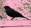 blackbird9594