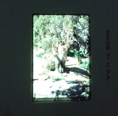 6 Original Vintage 35mm Kodak Photo Color Slide Nature Kodachrome Transparency - Picture 6 of 10