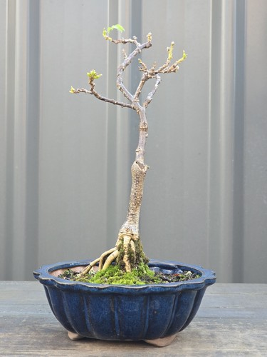 PACIFIC BLUE 💙Wisteria Bonsai🔹️Cascading FREE EXPRESS POST with the POT - Picture 7 of 7
