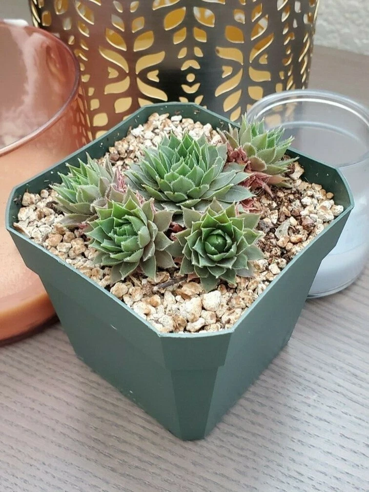 Succulent Sempervivum Irazu, Hen & Chicks, Cold Hardy, Live - Image 2 of 4