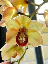 Cymbidium Chatter Box X Baltic Rose 'Feathered Flame'  1 Gallon Pot