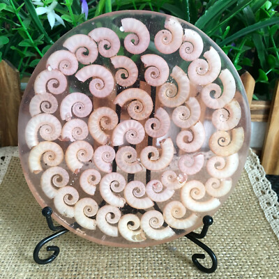 117mm BAMMONITE SHELL JURASSIC-FOSSIL-DISK-HALF-CUT-w-ACRYLIC-Madagascar 1