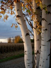 White Birch Tree Seeds 150 Heirloom Seeds for Planting Non GMO European Birch