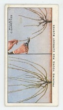 1923 Wills's Cigarettes Garden Hints Pruning Young Red Currant Bushes #35