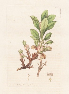 Arbutus alpina Alpen-Bärentraube botany Botanik Kupferstich Sowerby Smith 1809