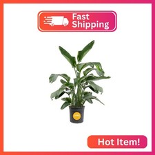 Costa Farms White Bird of Paradise, Live Indoor Plant, Easy Care