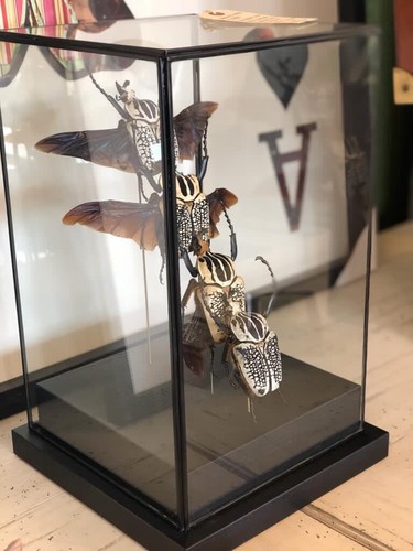 XL Goliath Beetles in flight Taxidermy Insect Art in Display case (GOLIATHUS) - Picture 3 of 10