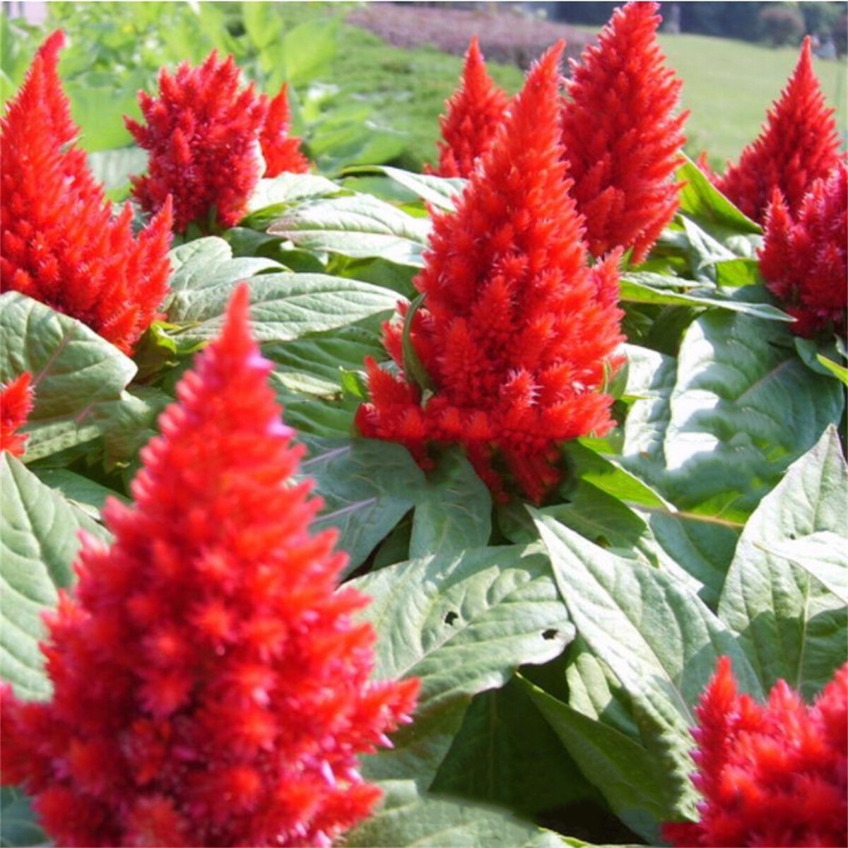 Paquete de 100 piezas Celosia CRISTATA peine de gallo púrpura hermosas flores de jardín orgánicas