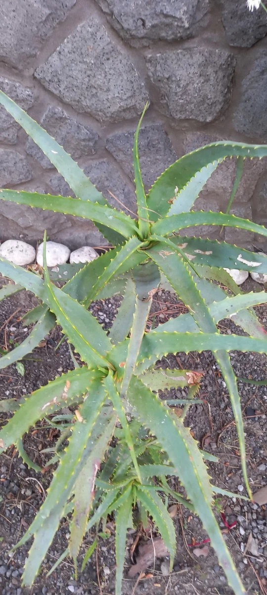Aloe arborescens | Acquisti Online su eBay