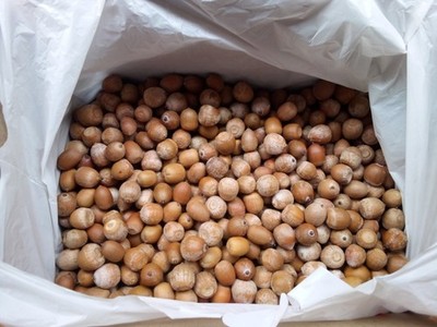 10+ POUNDS of NATURAL RAW RED OAK ACORNS IN SHELL FOR ANIMAL FEED OR TREATS.