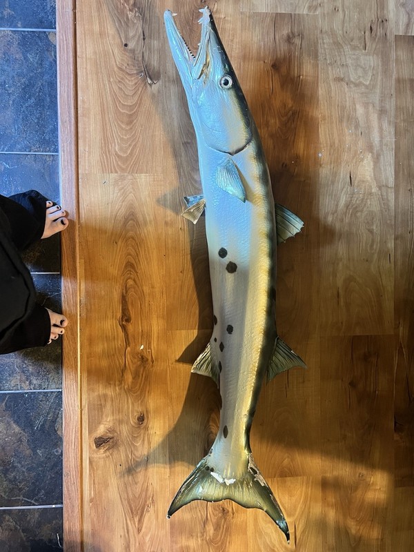 Mounted Barracuda 46 Inches Long!