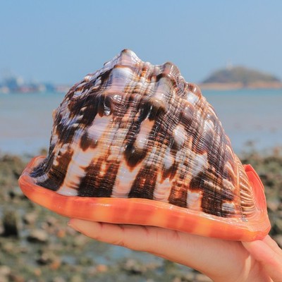 Natural Rubeta Conch Shell Sea Snail Home Fish Tank Ornament 12-14cm / 4.8''-5.5''