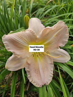 #ad Hazel Monette Daylily $9.00