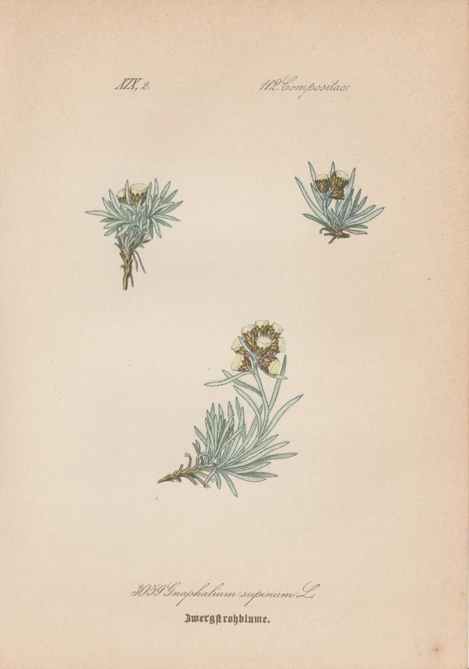 Zwerg-Ruhrkraut (Gnaphalium supinum) CHROMOLITHOGRAFIE von 1887 Botanik Antik - Bild 1 von 1
