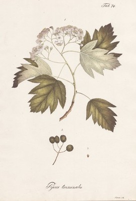 Elsbeere wild service tree Botanik botany lithograph 1826