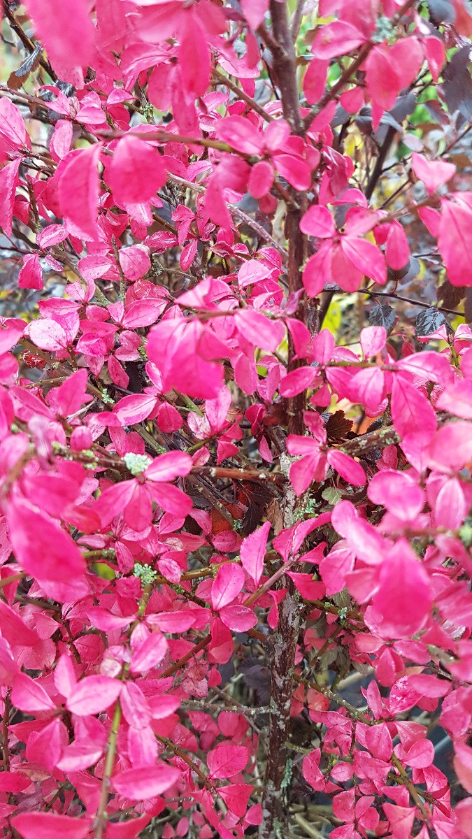 Fusain à bois ailé Euonymus alatus arbuste d'ornement caduc pot 4L
