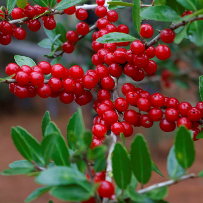 #ad Weeping Yaupon Holly Plants Live for Planting 4 to 6 Inch Tall $25.99