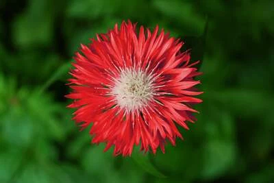 SEEDVILLE USA 750 Red BACHELOR'S BUTTON / CORNFLOWER Centaurea Cyanus Flower Seeds