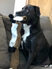 Funny Simulated Animal No Stuffing Dog Toy with Squeakers Durable Stuffingless