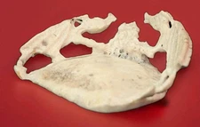 Rochelle Quam-Dragon Zuni Fetish-Native American-Moose Antler Carving