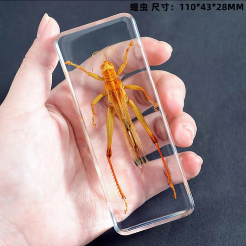 Grasshopper 11x4.3x3cm Displayed Real Block Education Insect Specimen ...