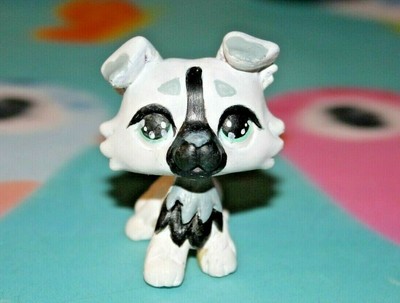lps australian shepherd