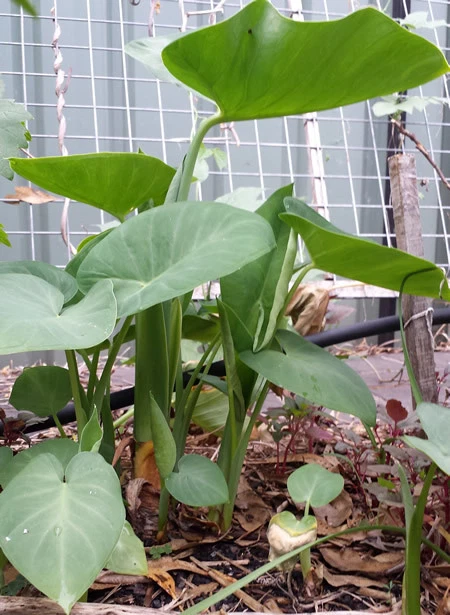 TARO - Fijian Beauty - Delicious and High Yield Variety - 1 Small Plant - Image 3 of 4