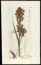 Antique Botany Print-PRICKLY BOG RUSH-SCHOENUS MARISCUS-Smith-Sowerby-1814