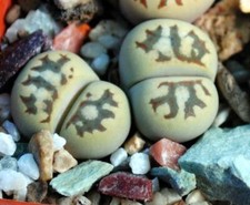 Semillas Lithops dorotheae 'Zorro X C124 10 piezas