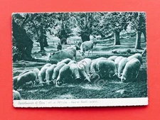 Postcard Castelnuovo di Ceva - Peace of secular forests - 1956