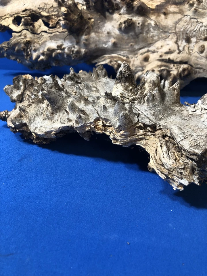 Planta de aire suculenta para reptiles Orquídea Montajes de plantas de roble 2 piezas Foto 3 de 4