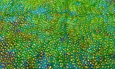 GREEN, BLUE GOLD BATIK-- 1/2 YARD