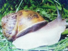 26 GROSSES Coquilles